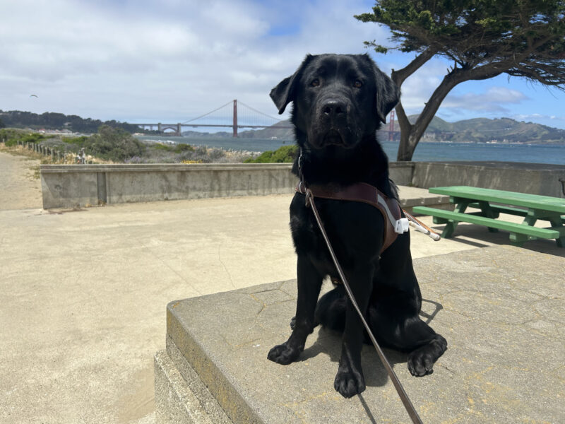 Black lab Monk is seated on a concrete platform wearing a guide dog harness and looking at the camera. The San Francisco Bay and the Golden Gate Bridge are in the background.