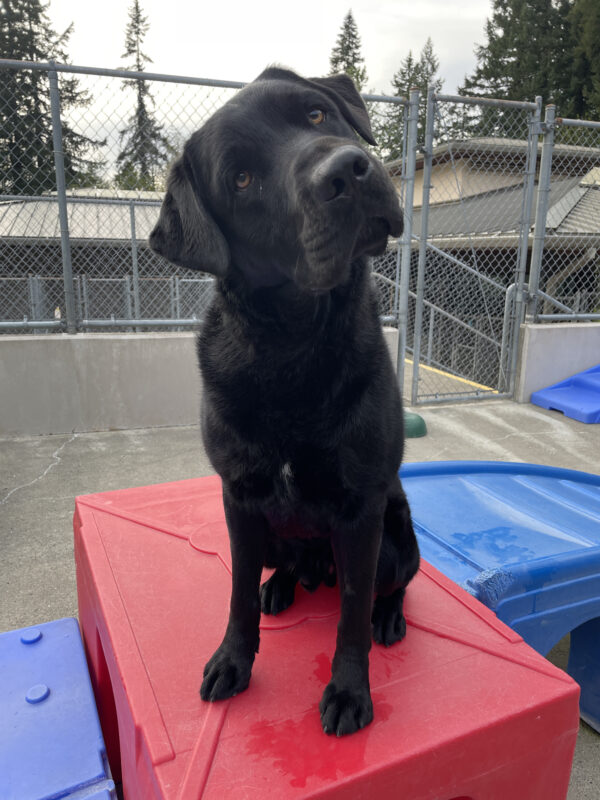 Black lab male, Chandler, sits on top of a red play structure looking curiously into the camera with his head tilted to the left