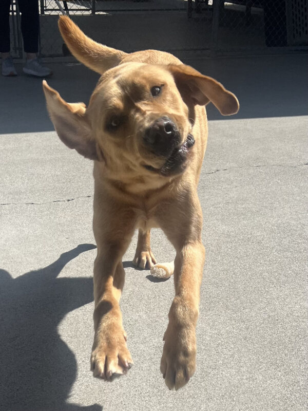 Yellow lab Lucian is caught mid shaking off in community run. His ears are pointing in opposite directions and he has a goofy expression on his face.