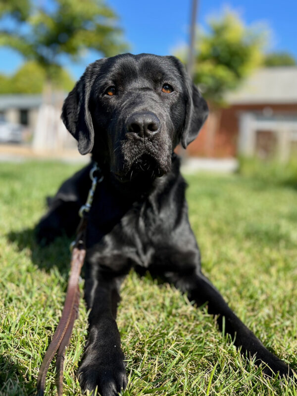Marble attentively looks to the camera as she lays on some grass on our campus.
