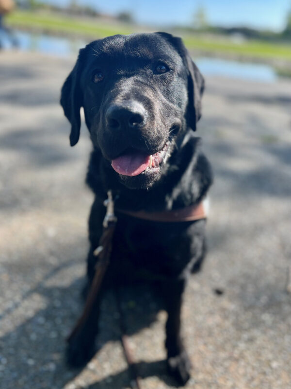 Marble sits and looks at the camera while wearing her guide dog harness, her mouth relaxed as if smiling. A pond and grassy field can be seen in the background.