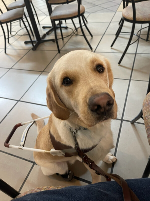 Yellow cross (Sage) sits in harness on the side of the handler staring up at them.