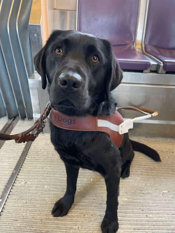 Black lab (Waverly) sitting on MAX train in front of the seats. In harness staring at the camera.