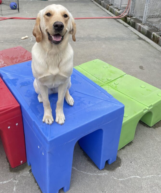 A golden cross sits and smiles on a blue play structure in fenced concrete area