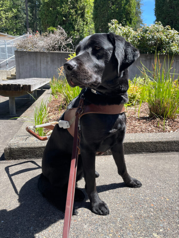 Houston (a black Labrador Retriever) sits on the Oregon campus in front of a planter with various green shrubs. He is wearing a guide dog harness and looking off to the left.