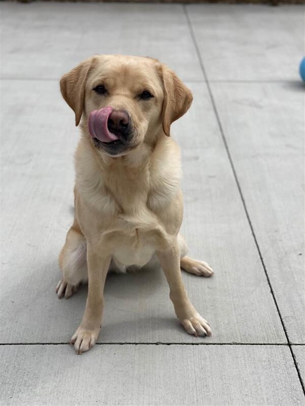 Yellow Lab Jedi sitting on a tile floor with his tongue out licking his nose.