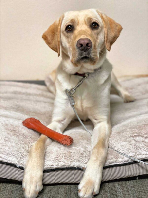 Jen, a female yellow lab, lies on a dog bed while on tie-down. She has a red Nylabone between her paws and is looking inquisitively at the camera.