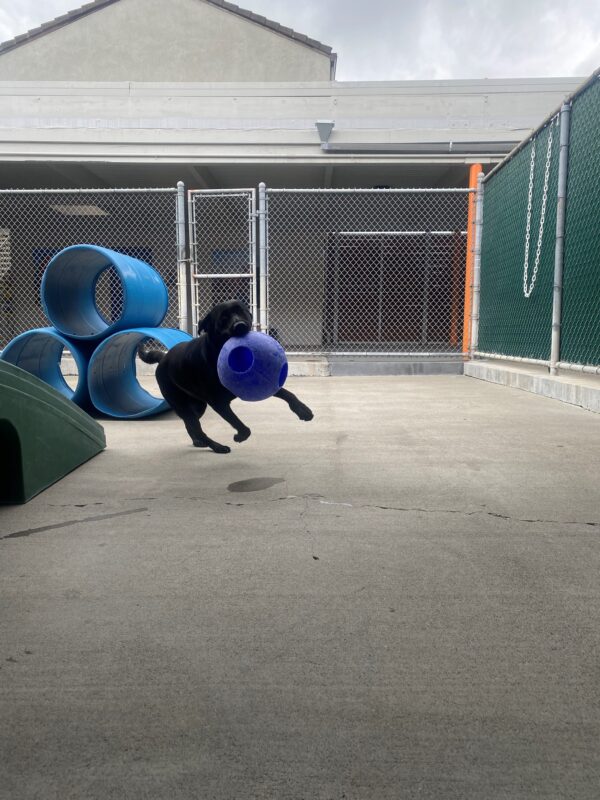 This action shot captures Jory mid gallop in community run. She has happily fanned out ears and a jolly ball in her mouth. There are assorted play structures in the background.