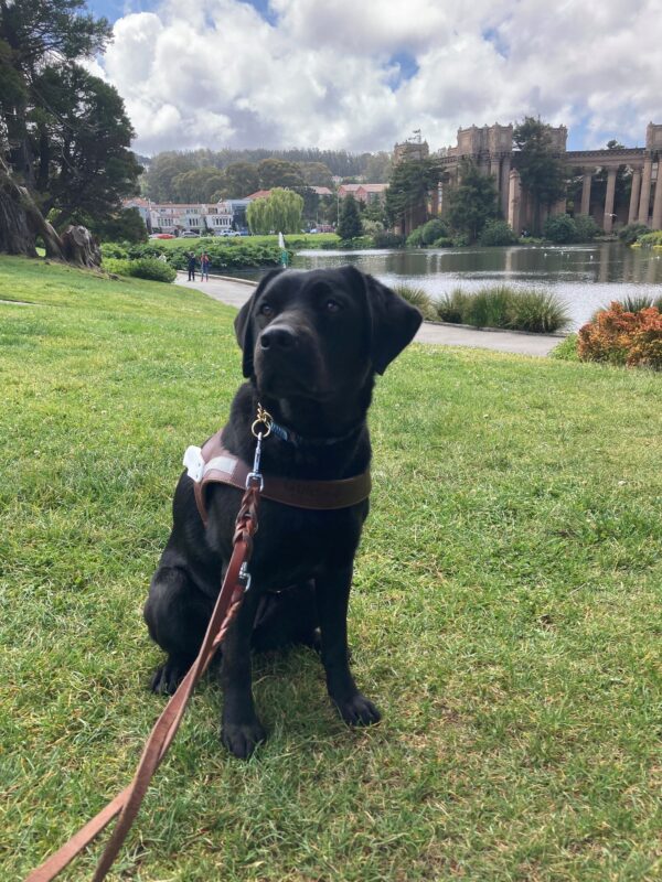Josie a black Labrador sitting on grass in a harness with a lake in the background.