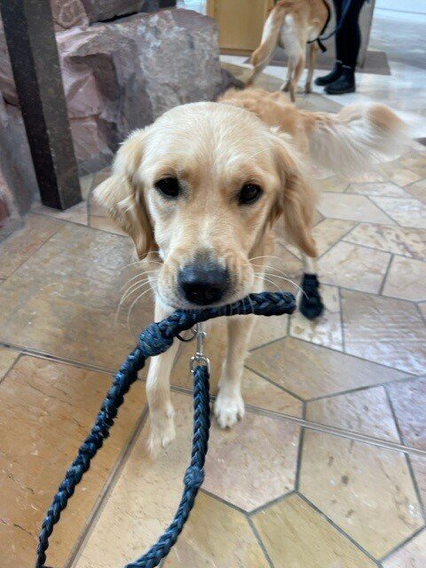 Golden retriever cross Katana holding her leash in her mouth.