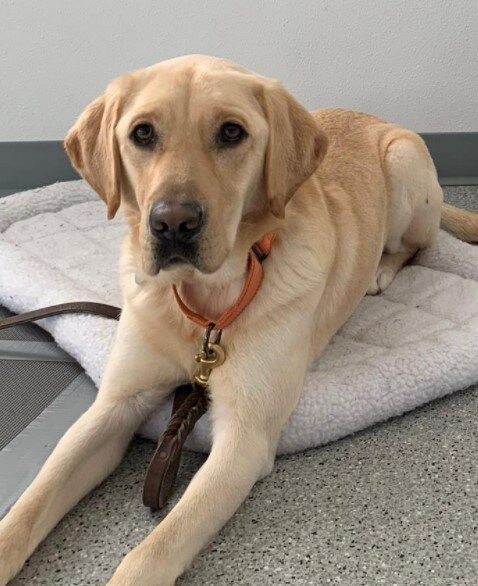 Yellow Lab Kelly laying on a fluffy dog bed.