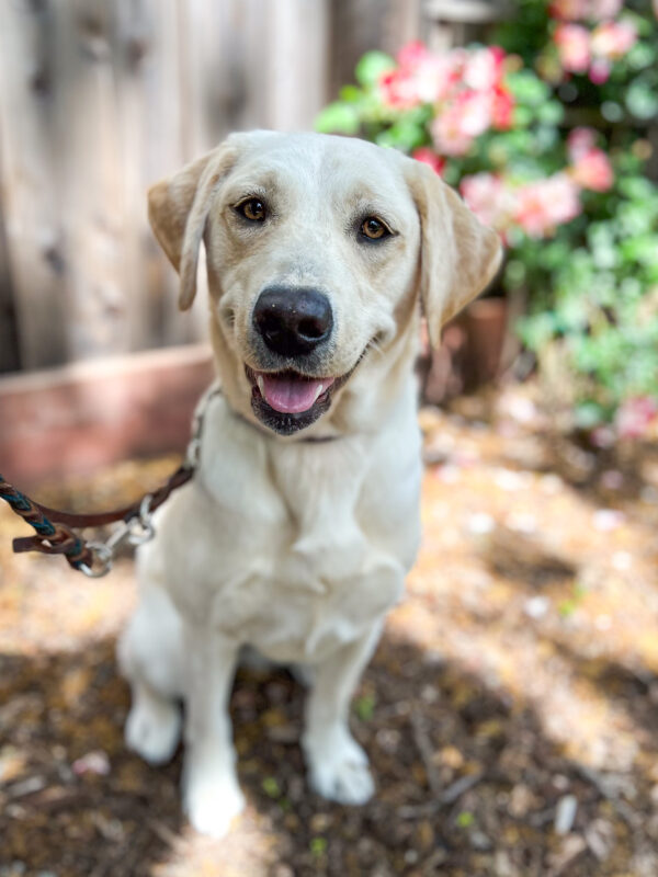Kimber is sitting looking at the camera with green vines and pink flowers in the background.