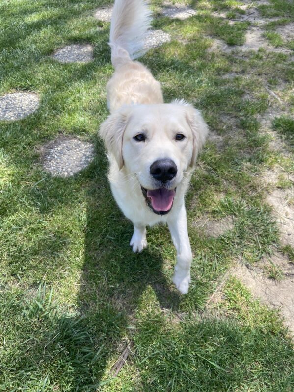 Kudo is on a grassy patch with stepping stones.  He is coming toward the camera with his left leg in forward motion, his tail in mid-wag and his mouth open in a smile.