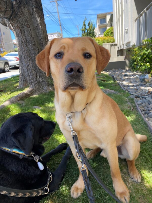 Lancaster, a yellow Lab is sitting on a lawn looking at the camera with a black Lab laying down next to him.
