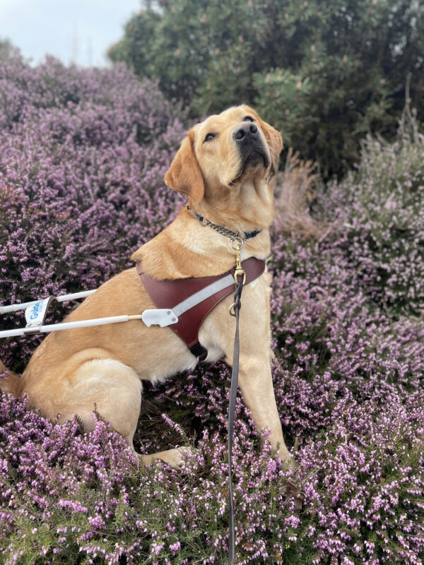 Leora sits proudly wearing her harness in a field of purple flowers. There is blue sky and various greenery behind her.