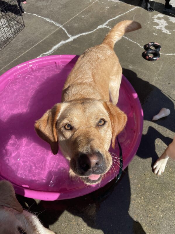 Leora stands in a pink kiddie pool with some water in it. She is looking at the camera with a little bit of her tongue out.