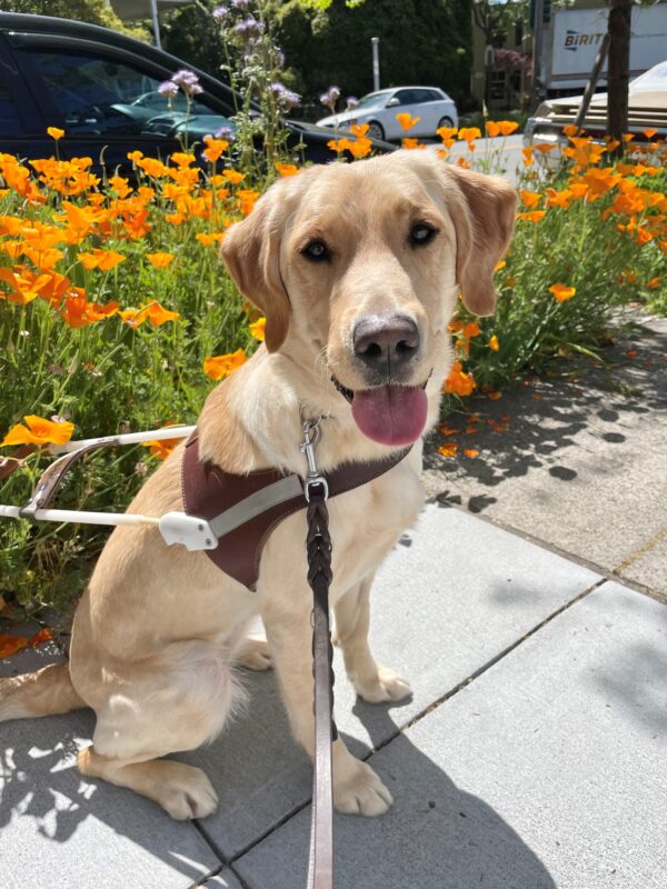 Lila is sitting in harness on the sidewalk with California Poppies in the background. Her ears are perked and she is smiling at the camera with her tongue out.