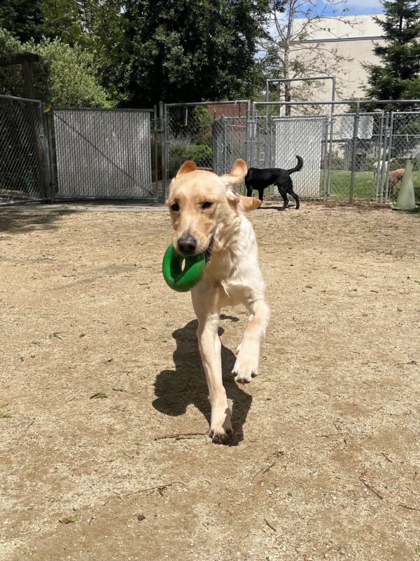 Lila is pictured running towards the camera in a fenced in sandy yard. She is holding a green Goughnut toy in the shape of a donut in her mouth. Her ears are flapping in the wind and her front legs are coming off the ground.