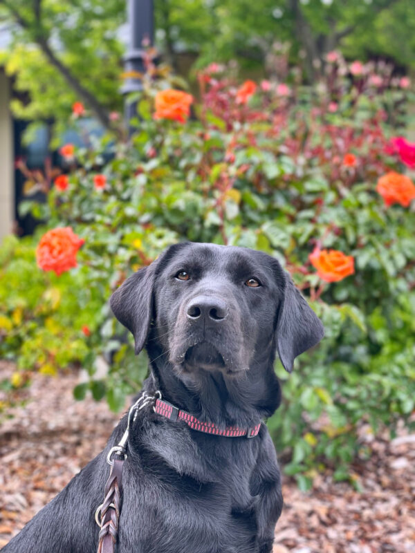 Lilibet looking very curiously at the camera.  In the background you see beautifully blossomed orange and red roses
