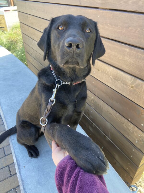 Nice to meet you! Lilibet sits on a concrete bench in and extends her paw onto her handler's hand.