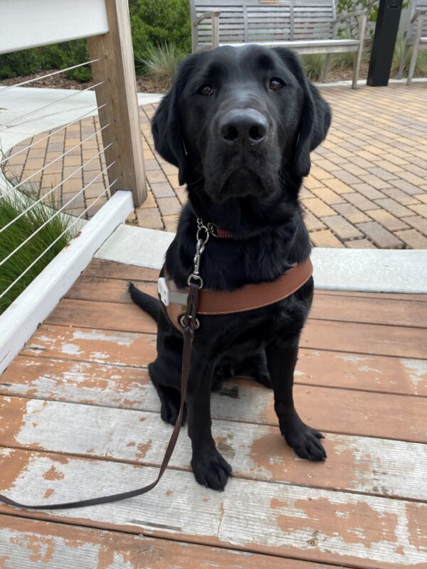 Lucca sits on a wooden walking bridge facing the camera. He has an inquisitive look on his face. There is a brick path and native foliage in the background.