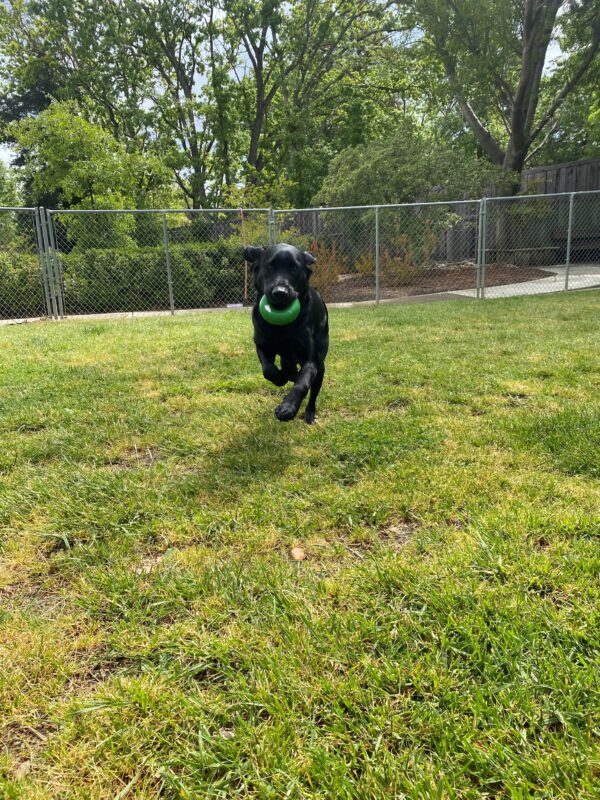 Lucca is captured here frolicking towards the camera in the grass paddock. He has a green Goughnut toy protruding from his mouth. His ears are fully foofed in happiness..