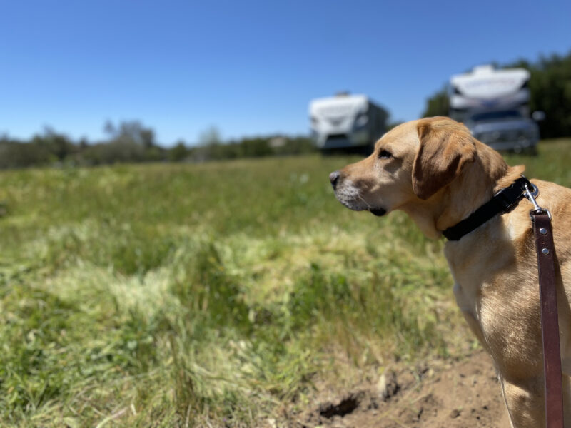 Yellow Lab Lyle gazes out across a green field of grass while wearing his leather leash.