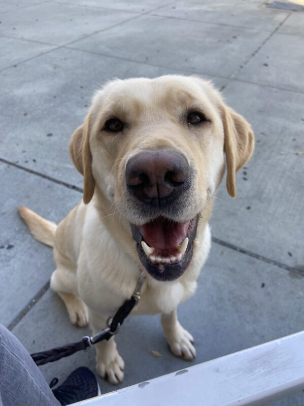 Harbor takes a break at a destination and is pictured looking right into the camera with a open-mouthed, happy expression