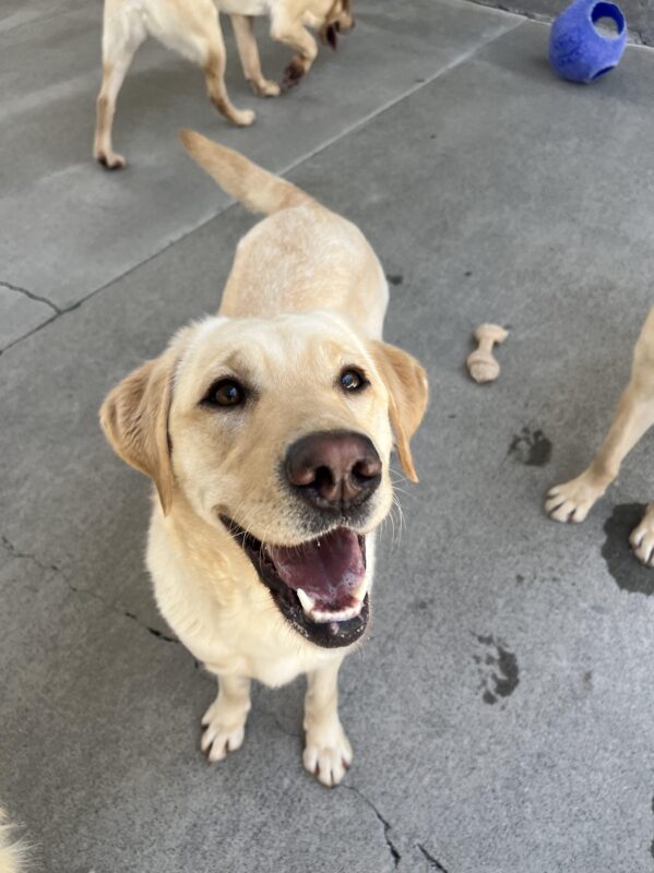 Here Harbor is smiling at the camera while she plays with two other yellow labs in a play area, with toys strewn about.