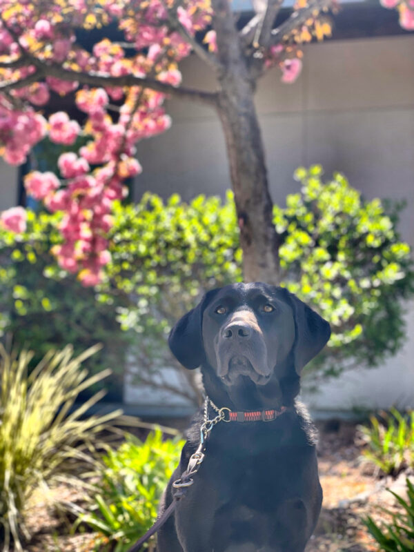 Here Purpose sits regally under a budding pink tree, looking into the distance.
