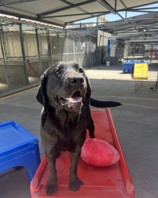 Mimzy stands at the edge of a red play structure in a fenced play area, with a red Jolly egg toy on her left side.