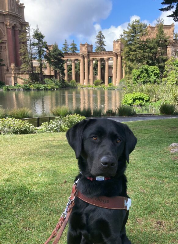 Morocco a black lab sitting calmly on the grass with a lake in the background.