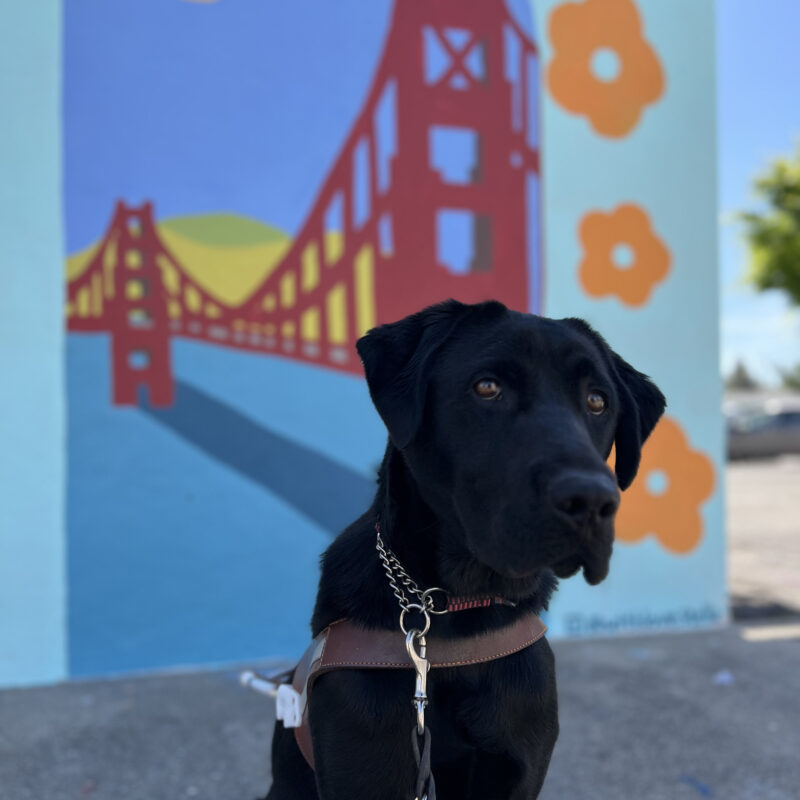 Navigator sits in harness looking at the camera. The mural behind him is a painting of the Golden Gate Bridge with flowers surrounding it.