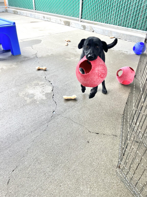 Navigator is mid-jump with a jolly ball in his mouth. He is surrounded by jolly balls and toys in community run.
