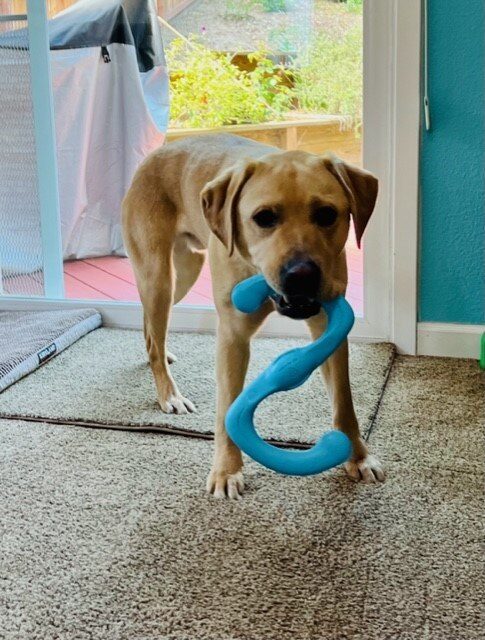 A male yellow Labrador Retriever playfully holds a blue, S shaped Zumi dog toy in his mouth and looks directly at the camera.