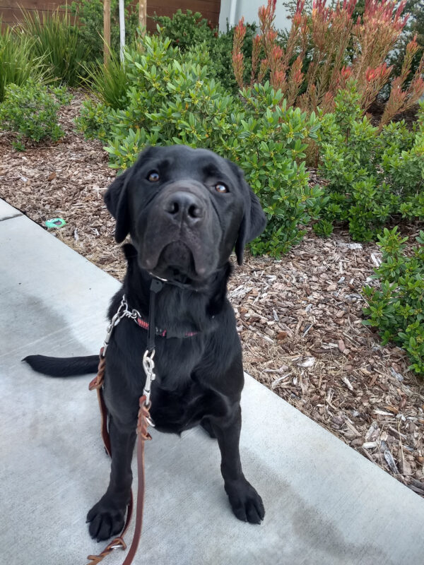 Norris is sitting on a sidewalk looking at the camera