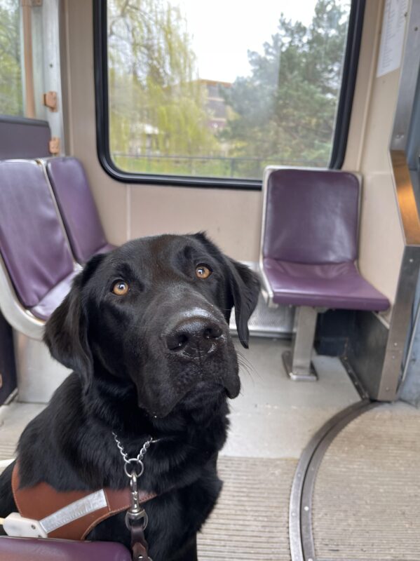 Nunzio is sitting in harness on the light rail. He is looking at the camera.