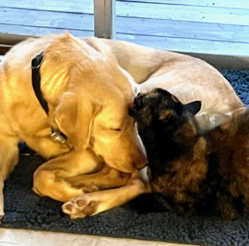 Yellow Lab Nutmeg laying down, with her best friend the cat licking her forehead.