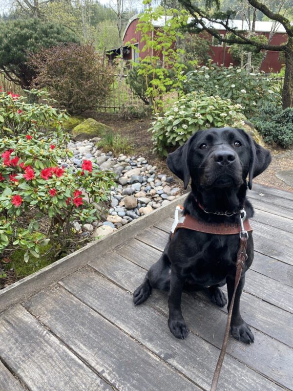 A petite female black lab, Ocean, is wearing her guide dog harness and is looking at the camera. She is sitting on a bridge and there are blooming bushes behind her.