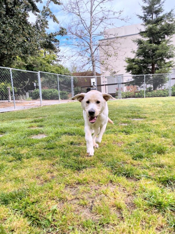 Orbit, a male yellow lab is captured frolicking in the grass paddock. He is mid leap while running directly at the camera, and his ears are flapping out to the side.
