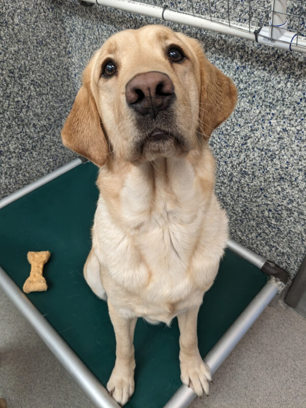 A Golden/Lab X sits on her greent Karunda bed looking up at the camera! There is a Cheese Nylabone sitting next to her