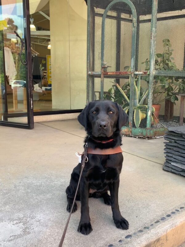 Peregrine sits in harness at the top of some stairs outside of a retail store with a large, vintage aviary that houses plants in the background.