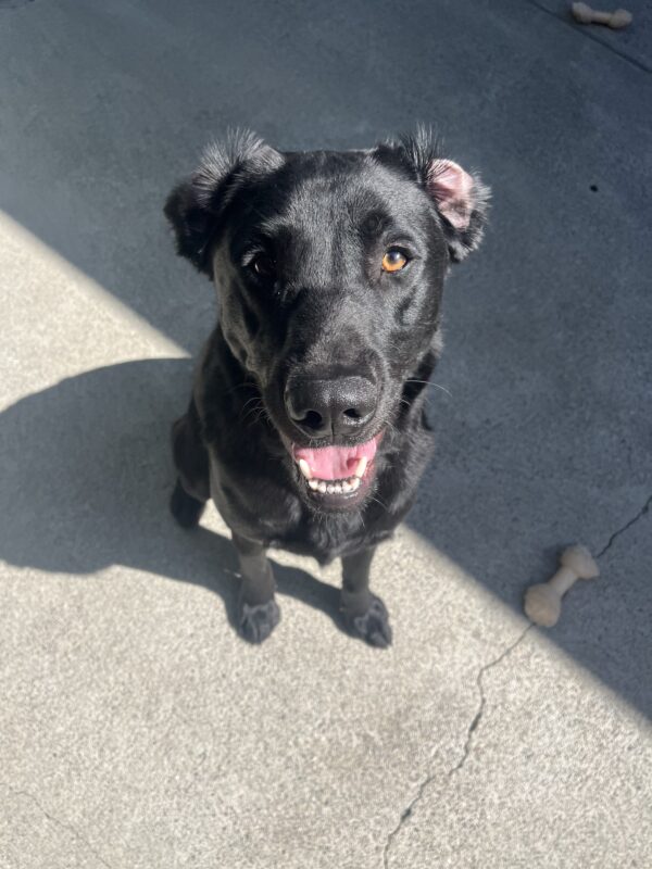 Pietro is pictured sitting on cement in our community run area. He is looking up at the camera and appears to be smiling. Both ears are folded back because he most likely just got done playing with his kennel mates. A nylabone lies right beside him.