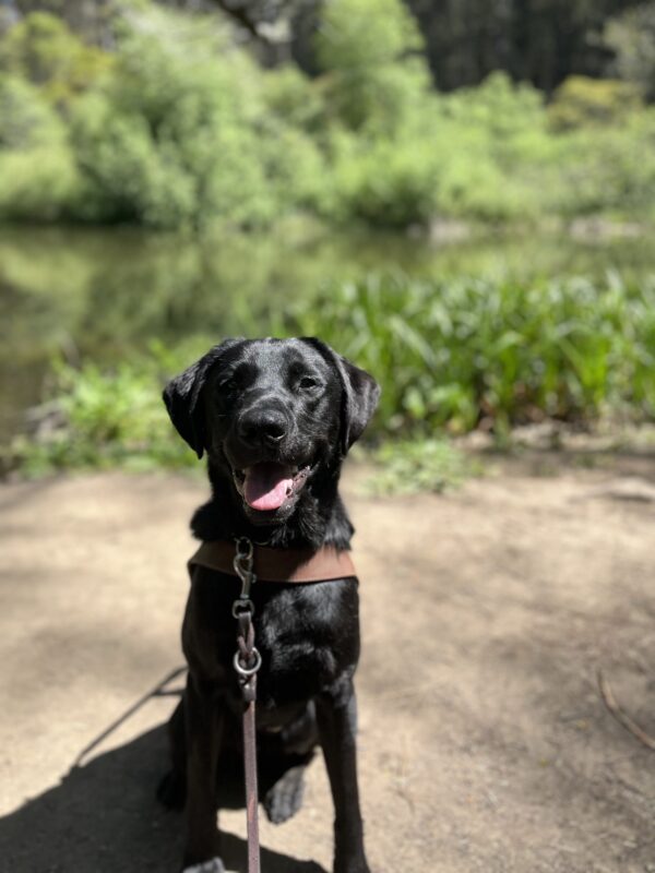 Pietro is pictured in harness in front of a small lake while out on a trail/hiking route. His black coat is shining in the sun and he's surrounded by lush green trees with an out of focus body of water in the back. He appears to be smiling.