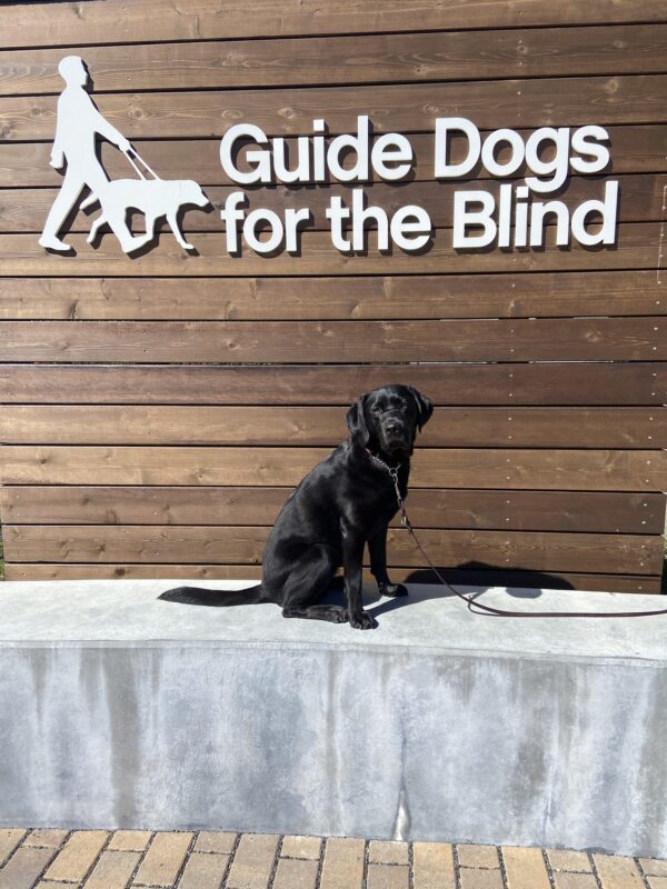 Purpose is pictured in front of the wooden GDB logo backdrop on a bright, sunny day