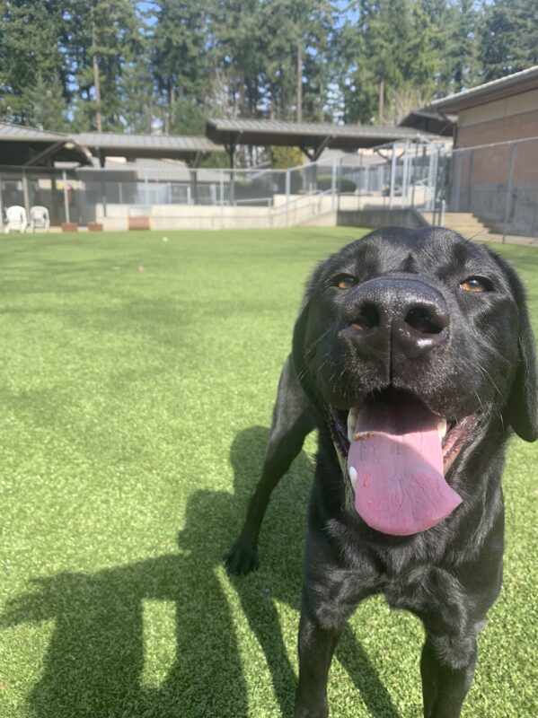 Black lab Rafferty is looking into the camera smiling with his tongue out, after a long playtime session with his handler. He is in a large field with bright green grass behind him.