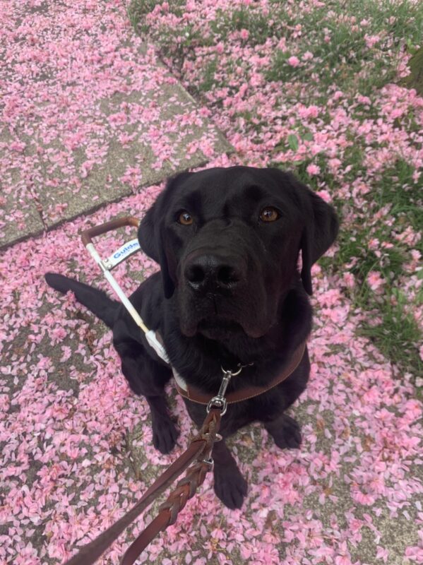 Black lab Rafferty is looking up at the camera with pink flower petals covering the floor beneath him.