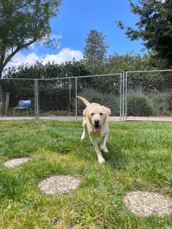 Reno, a male yellow lab, is captured mid air while running in a fully enclosed grass paddock. The background contains a blue sky with white clouds and green trees.