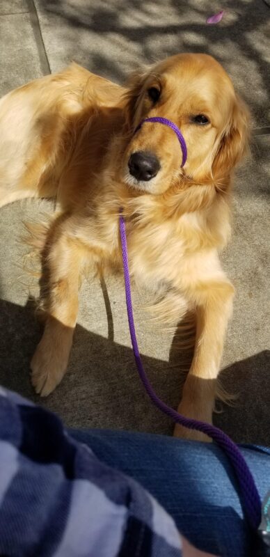 Riggs laying in the sun, golden coat glowing. He is looking up at his foster care provider. He is wearing a purple head collar and leash.