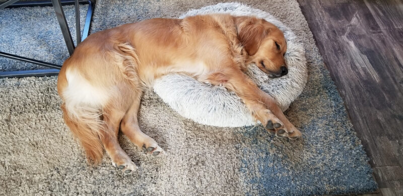 Riggs is sleeping on a small fluffy dog bed that supports his head hand half his torso. His legs are out stretched and located on the living room carpet.